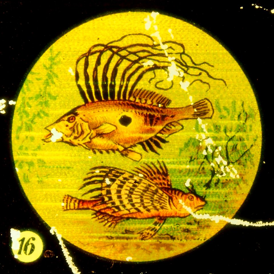 Sea life Tafel IV picture 16 Fish