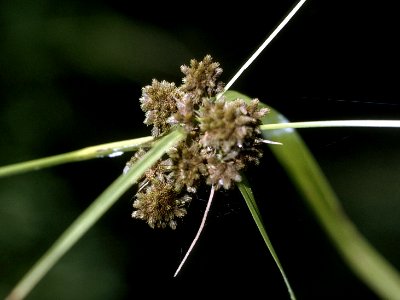 Scirpus georgianus NRCS-1 4x3