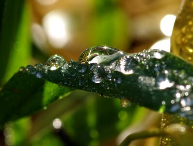 Water wet droplets photo