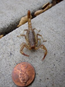 Scorpion (11954197036)