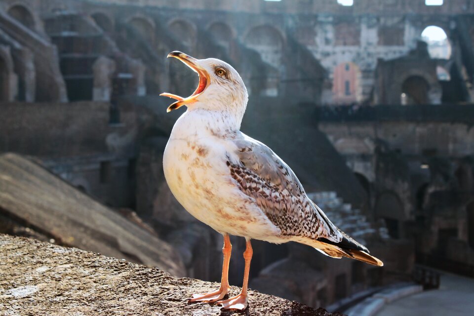 The seagulls gulls birds