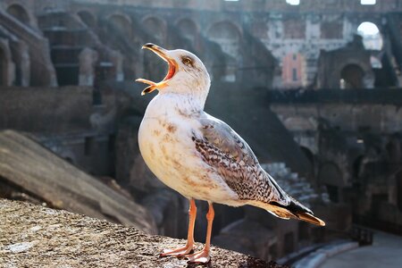 The seagulls gulls birds