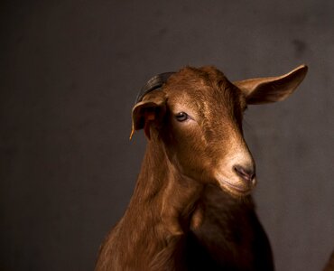 One goat livestock