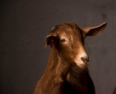 One goat livestock photo