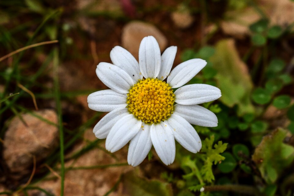 Flower blossom bright