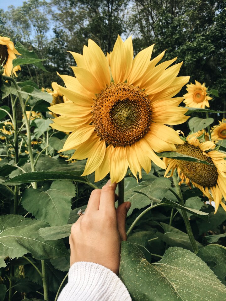 Field farm garden