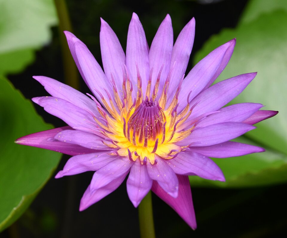 Water plant beautiful purple