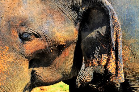 Ears large nature