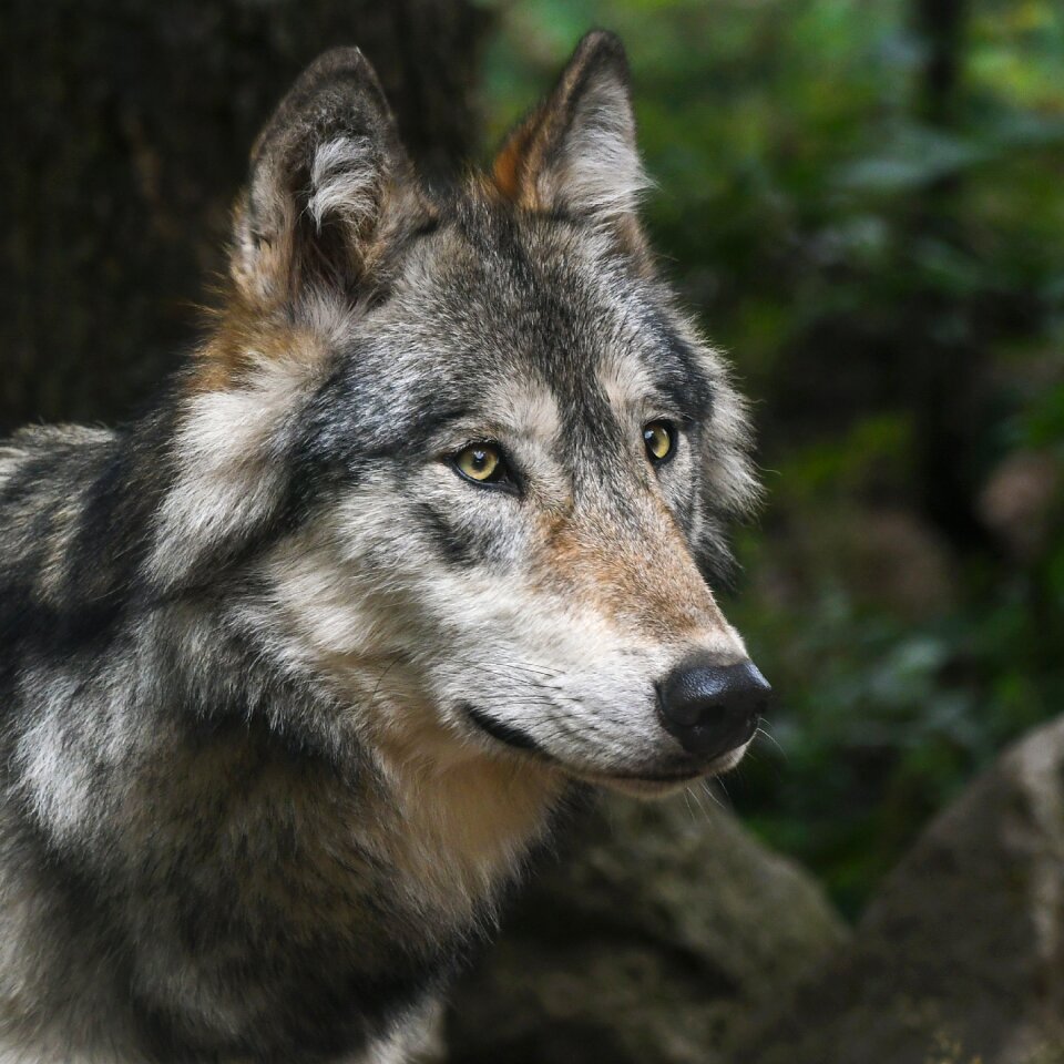 Predator head wild animal