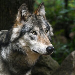 Predator head wild animal