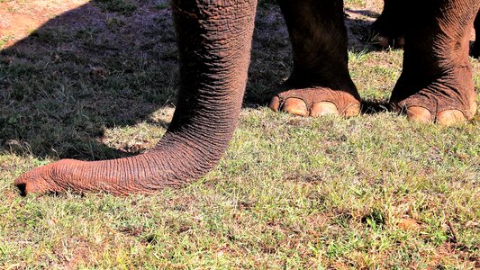 Mammals boiling hot at the court of