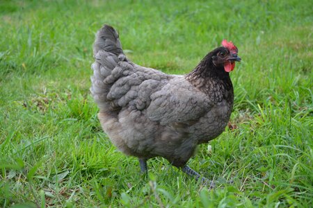 Ash nature hen