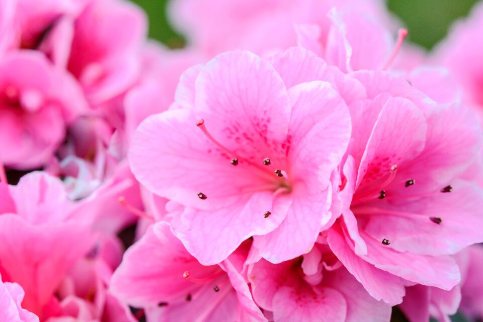 Plant garden floral