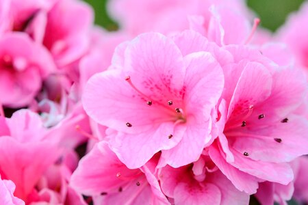 Plant garden floral