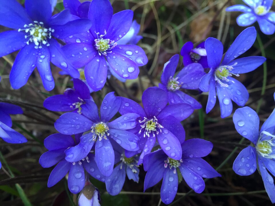 Blue anemone raindrops dew