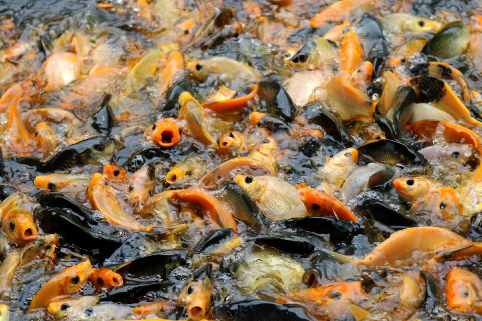Seafood goldfish aquatic