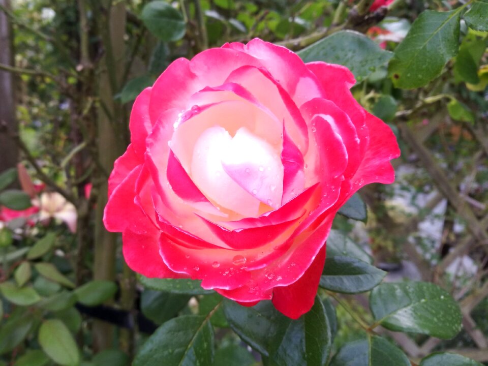Red red rose raindrop