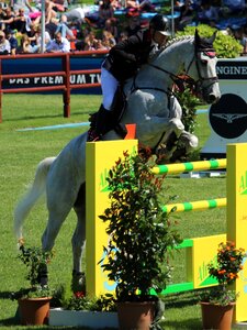Horse jumper show jumping