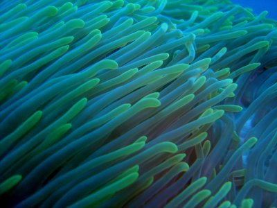 Sea anemone (reef112415038) photo