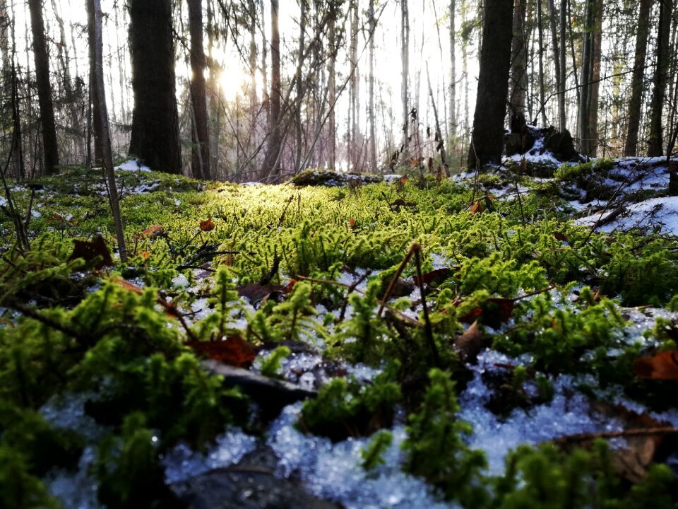 Green snow ice