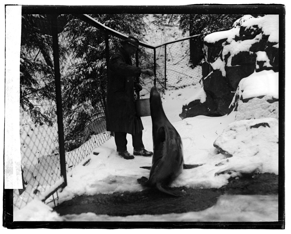 Seal, zoo LCCN2016819955