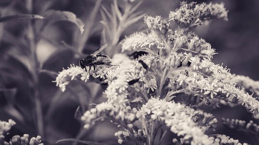 Insect nature close up