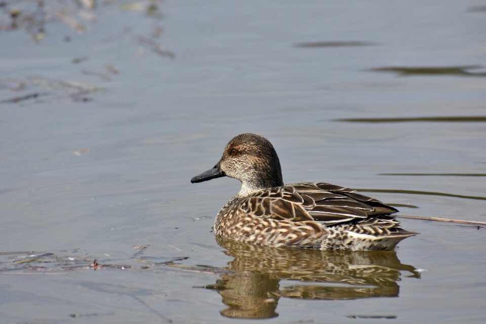 Bird wild birds waterfowl
