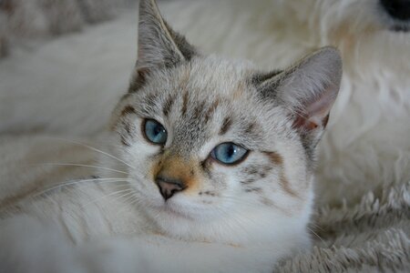 Blue eyes moustache feline photo