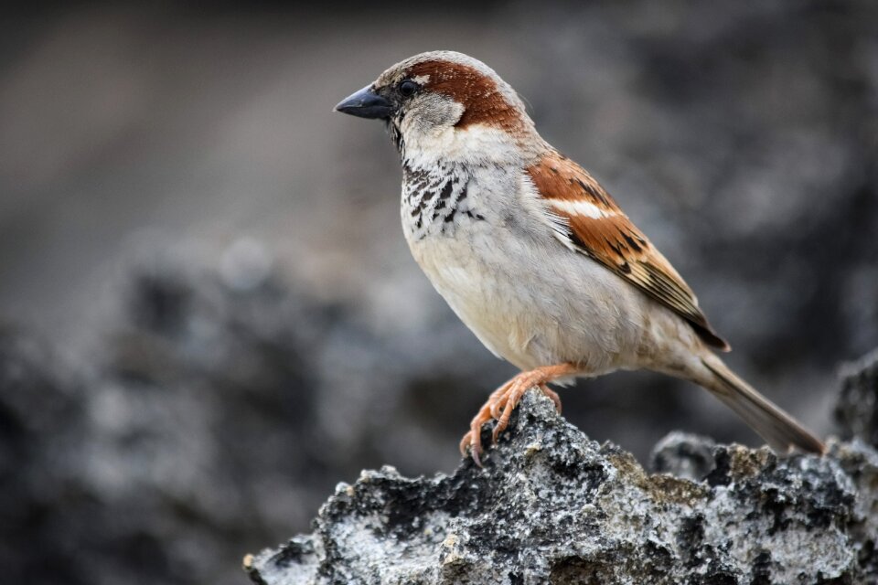 Bird animal rock