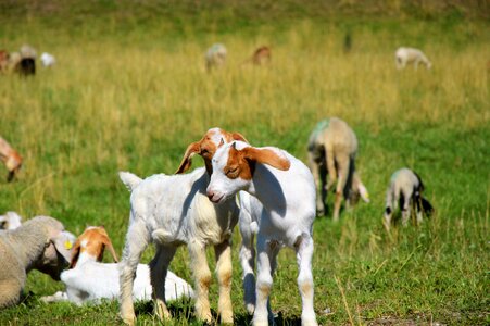 Little kids pasture meadow photo