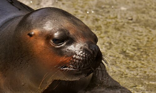 Robbe meeresbewohner animal