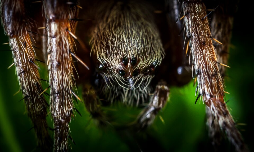 Outdoors hairy arachnids