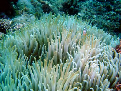 Sea anemone (Chondylactis sp.) with anemonefish in background (reef111711001)