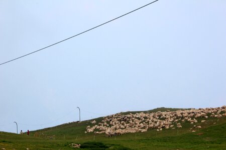 Pasture flock animals photo