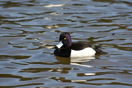 Bird wild birds waterfowl