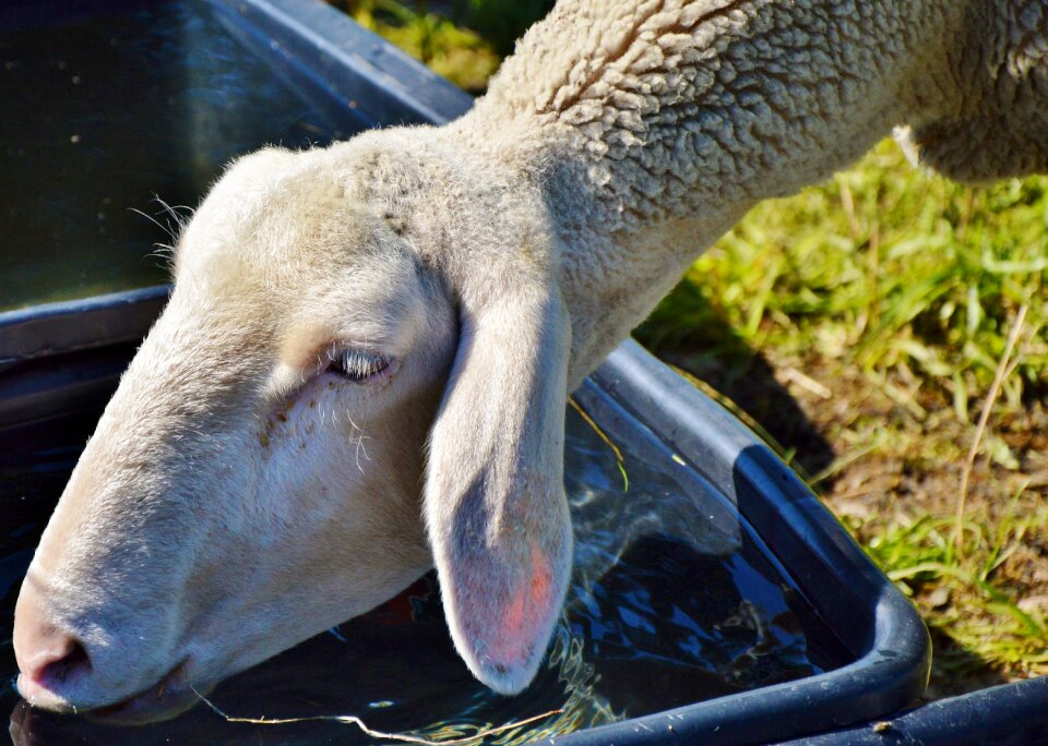 Drink watering hole flock of sheep