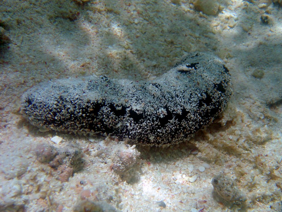 Sea cucumber holothurian on Guam (reef113162055)