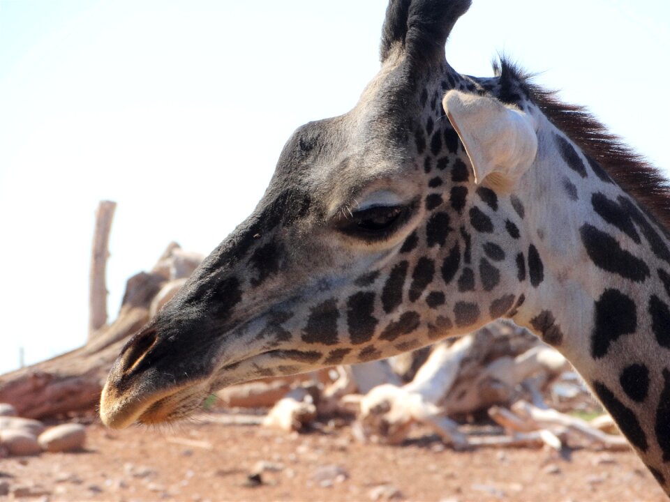 Wildlife animal funny