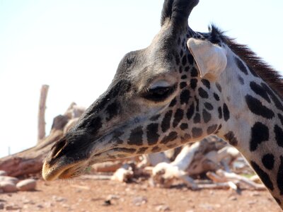 Wildlife animal funny