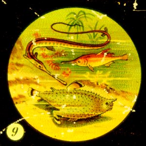 Sea life Tafel III picture 9 Fish