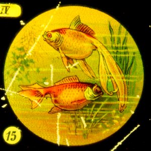Sea life Tafel IV picture 15 Fish