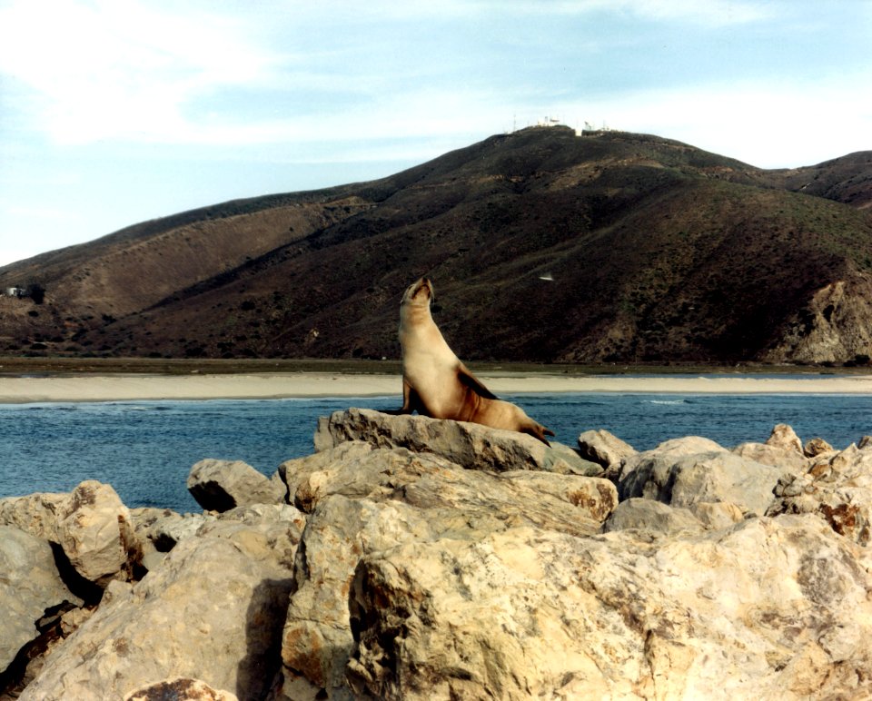 Sea Lion with Laguna Peak, California, in background