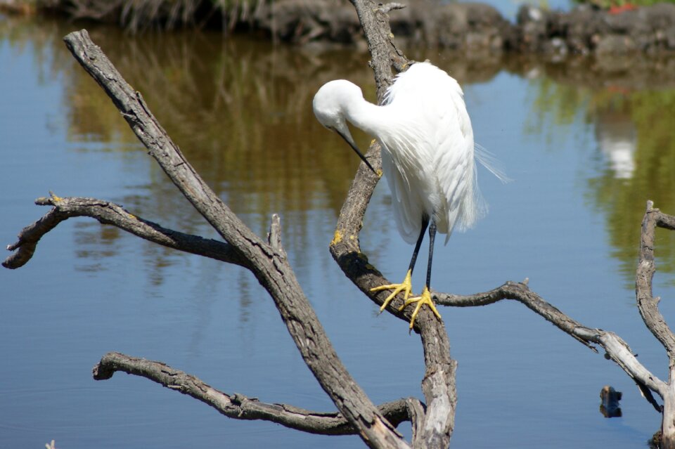 Summer nature marsh