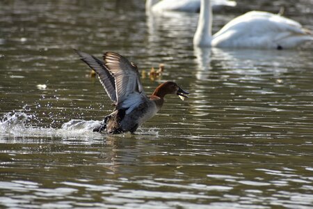 Bird wild birds waterfowl