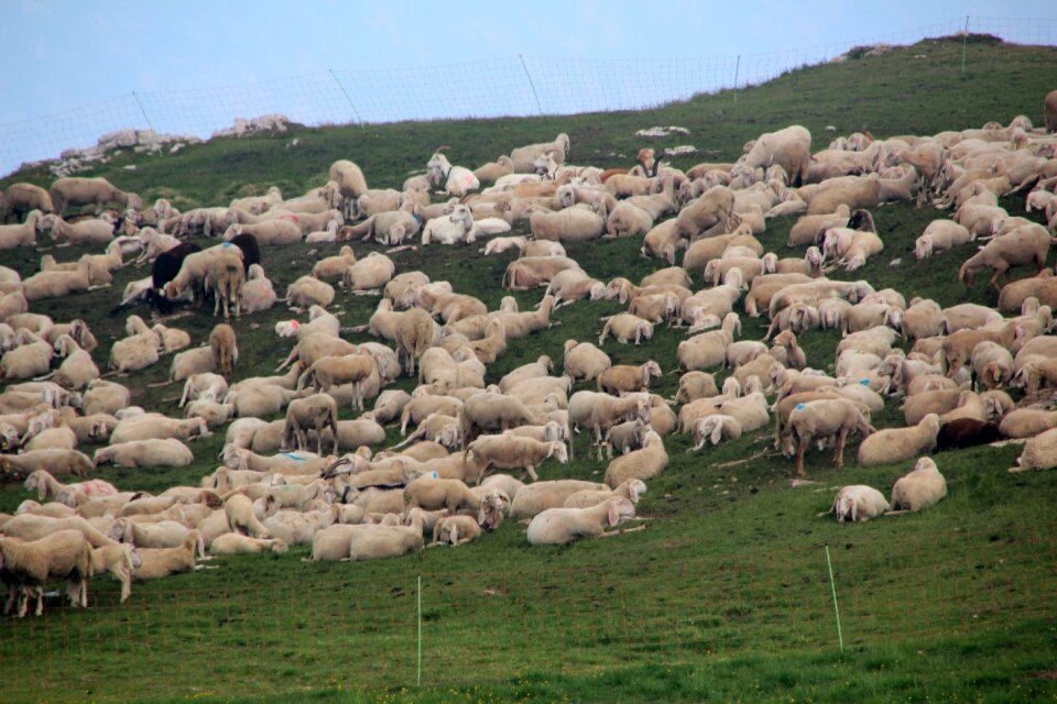 Pasture flock animals