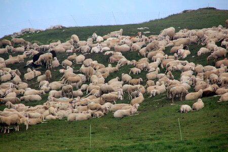 Pasture flock animals photo