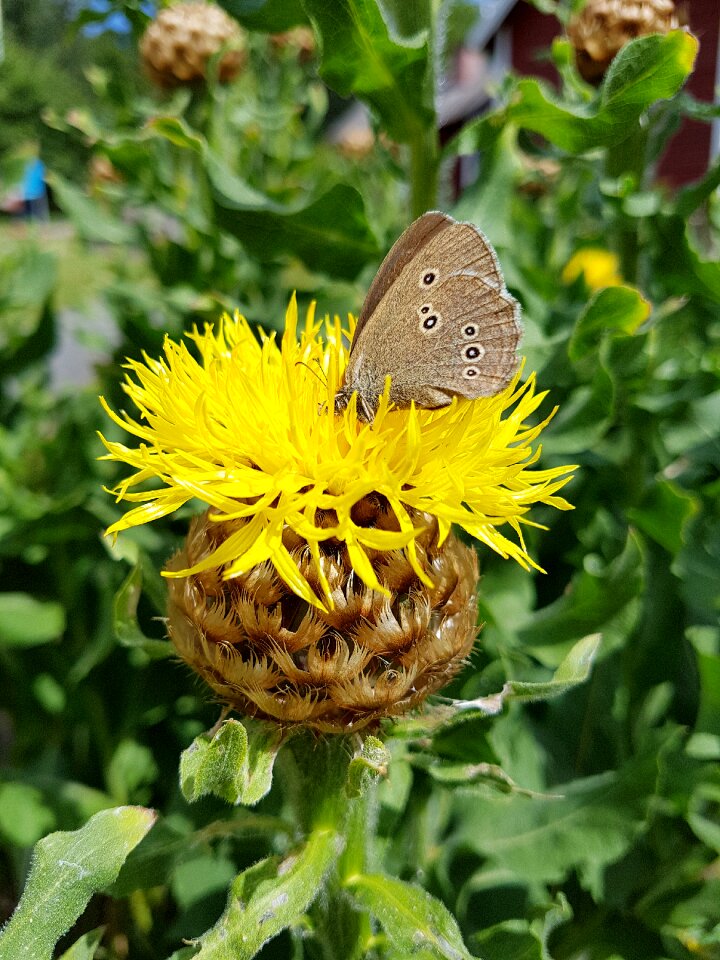 Nature insect animal world