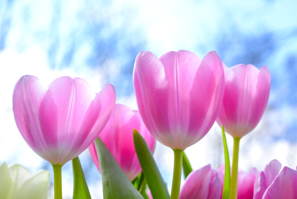 Flower summer bright