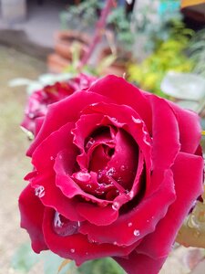 Rose with dew flowering floral photo