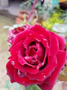 Rose with dew flowering floral